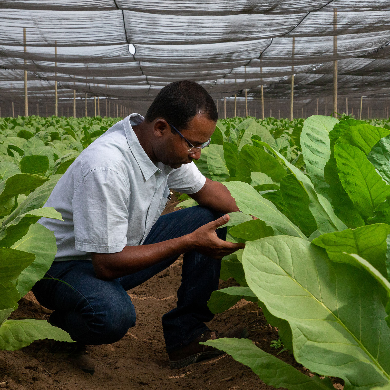 DANNEMANN - tobacco agronom in tobacco plantage